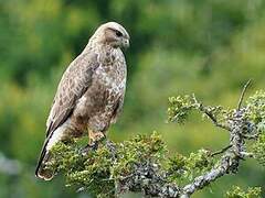 Buse variable