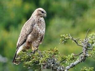 Buse variable