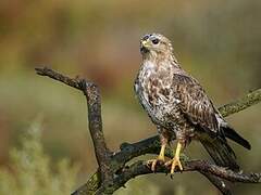 Common Buzzard