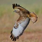 Common Buzzard