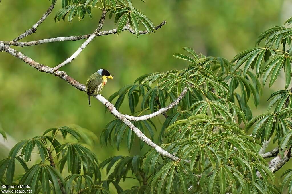 Lemon-throated Barbet male adult, habitat