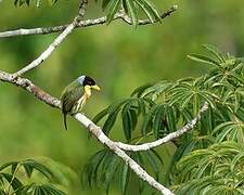 Lemon-throated Barbet