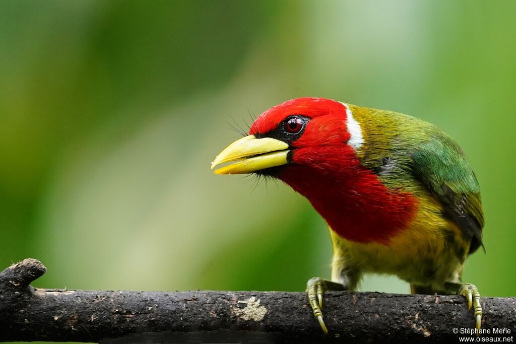 Red-headed Barbet male adult