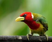 Red-headed Barbet