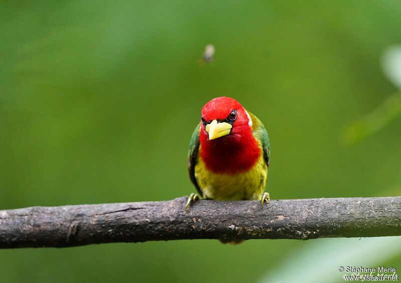 Red-headed Barbet male