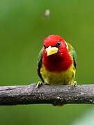 Red-headed Barbet