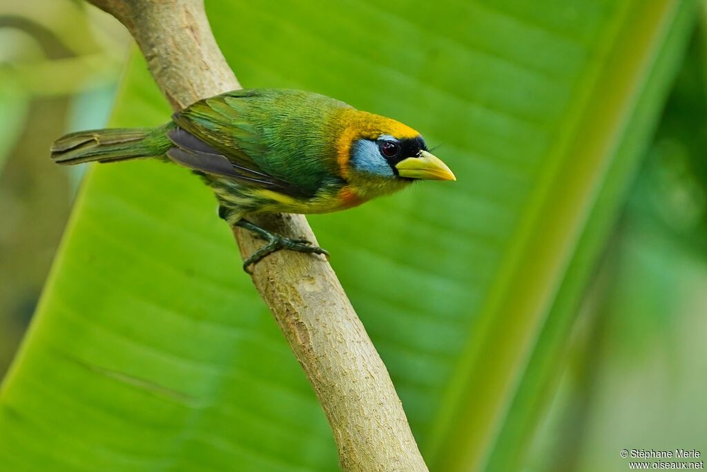 Red-headed Barbet female adult