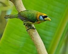 Red-headed Barbet