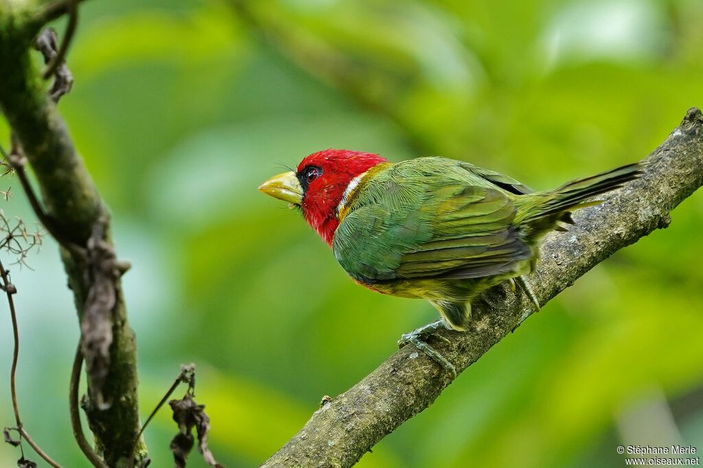 Red-headed Barbet male