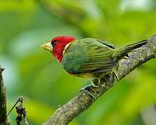 Red-headed Barbet