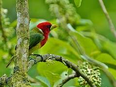 Red-headed Barbet