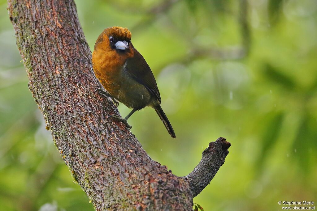 Prong-billed Barbetadult