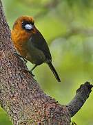 Prong-billed Barbet