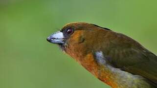 Prong-billed Barbet