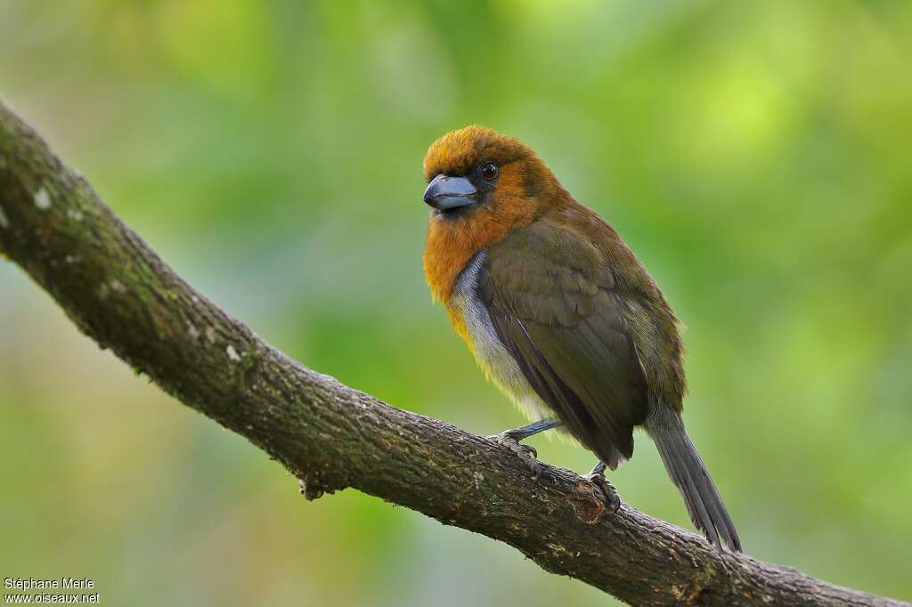 Prong-billed Barbetadult, identification