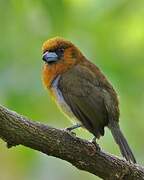 Prong-billed Barbet