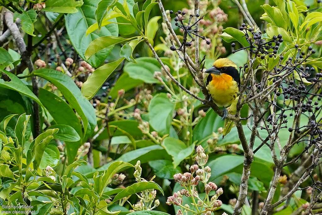 Gilded Barbet male adult, habitat, pigmentation