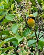 Gilded Barbet