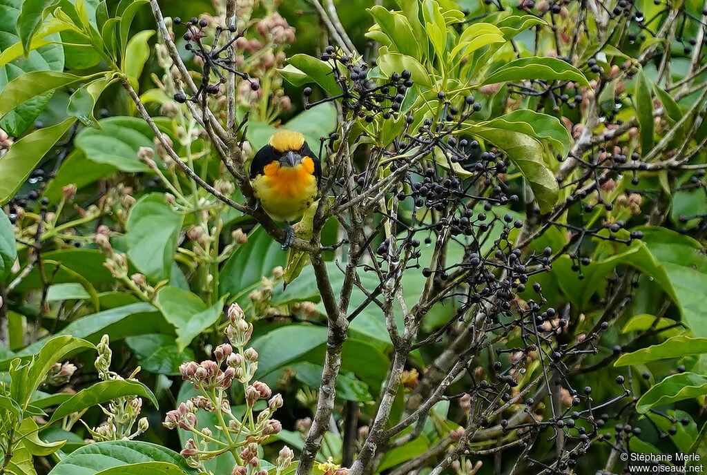 Gilded Barbet male adult