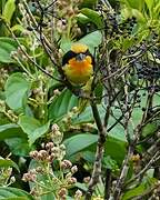 Gilded Barbet