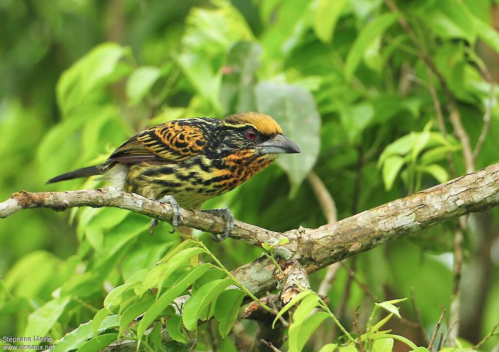 Gilded Barbet female adult, identification