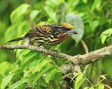 Gilded Barbet