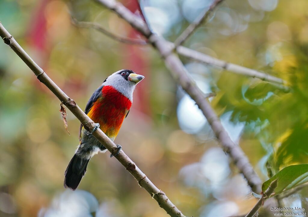 Cabézon toucanadulte