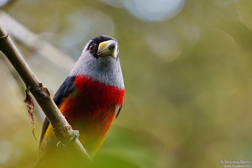 Cabézon toucanadulte