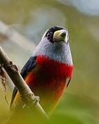 Toucan Barbet