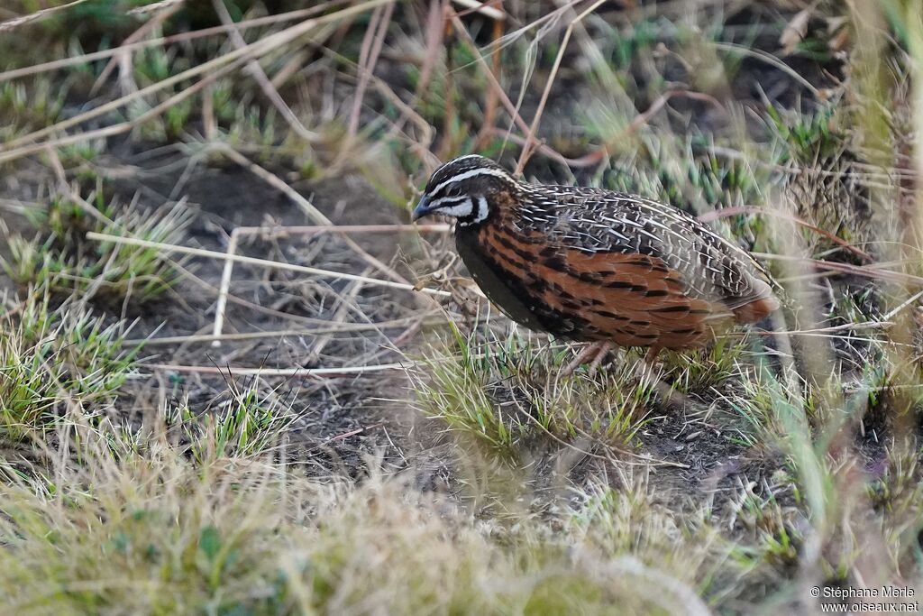 Harlequin Quailadult