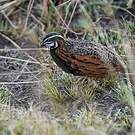 Caille arlequin