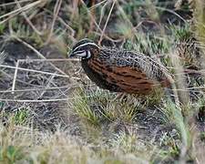 Harlequin Quail