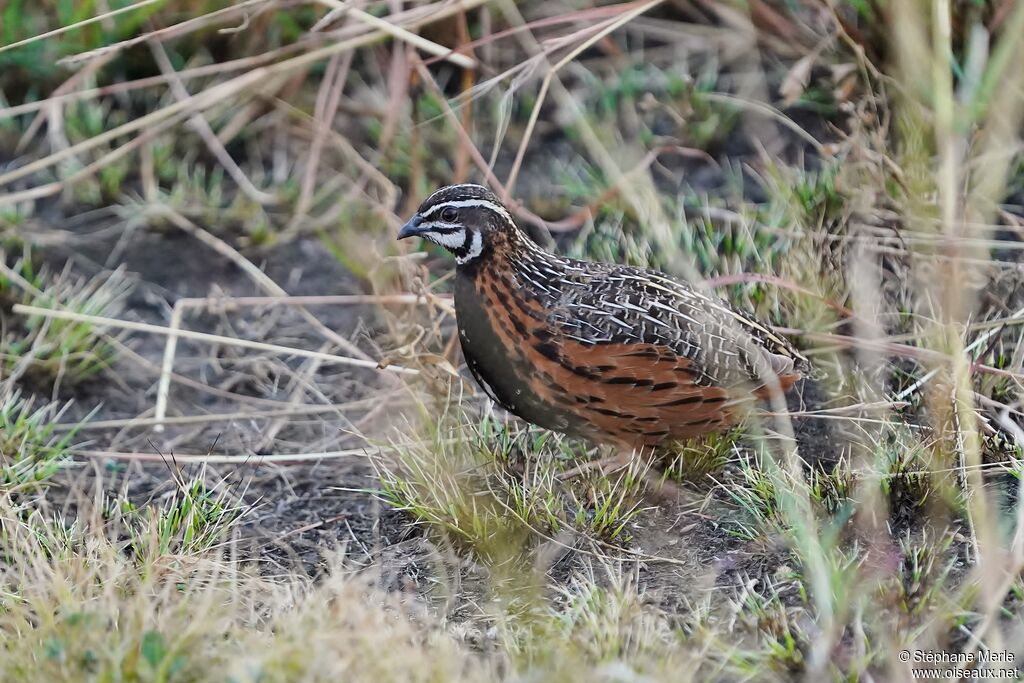 Harlequin Quailadult