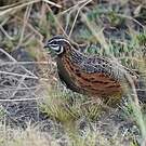 Caille arlequin