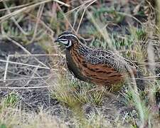 Harlequin Quail