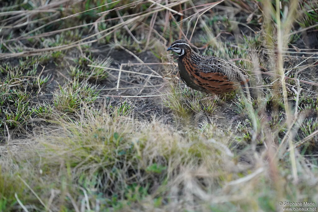 Harlequin Quail