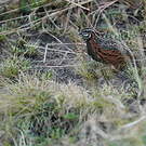 Caille arlequin