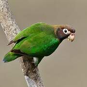 Brown-hooded Parrot