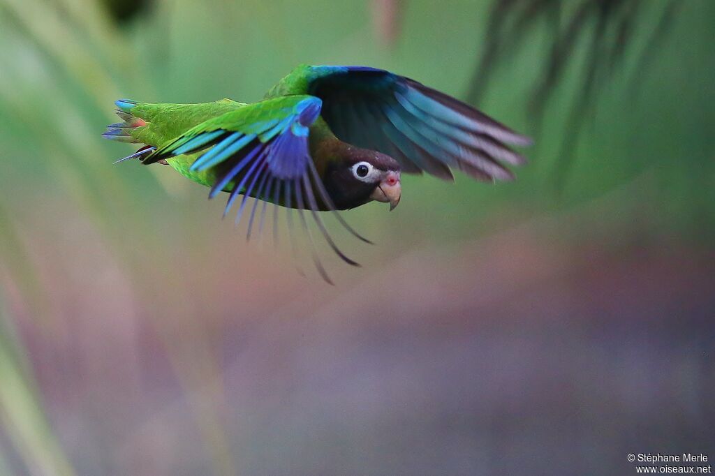 Brown-hooded Parrotadult