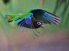 Brown-hooded Parrot