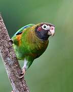 Brown-hooded Parrot