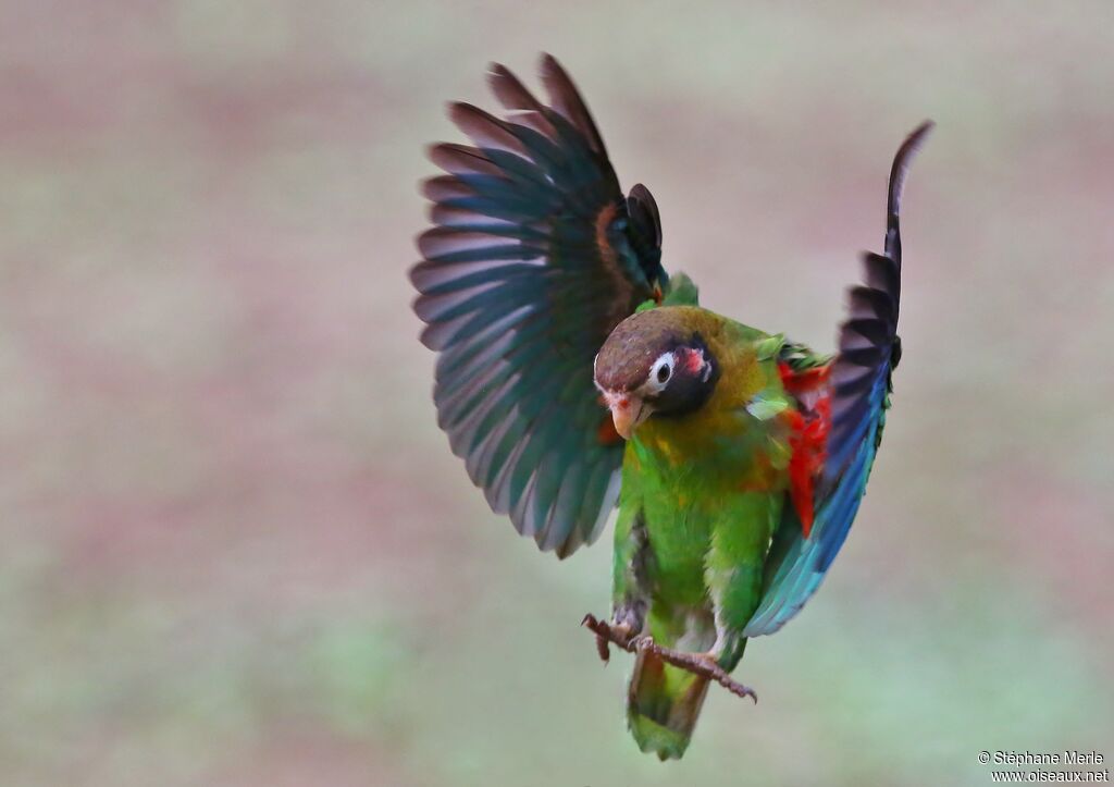 Brown-hooded Parrotadult