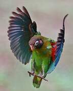 Brown-hooded Parrot