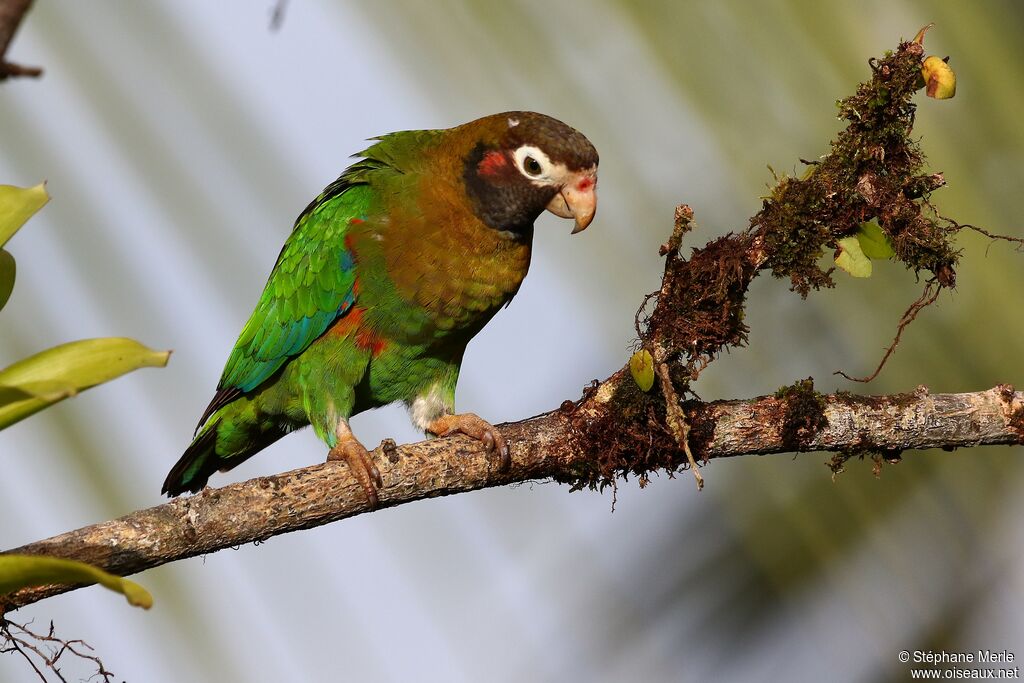 Brown-hooded Parrot