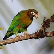 Brown-hooded Parrot