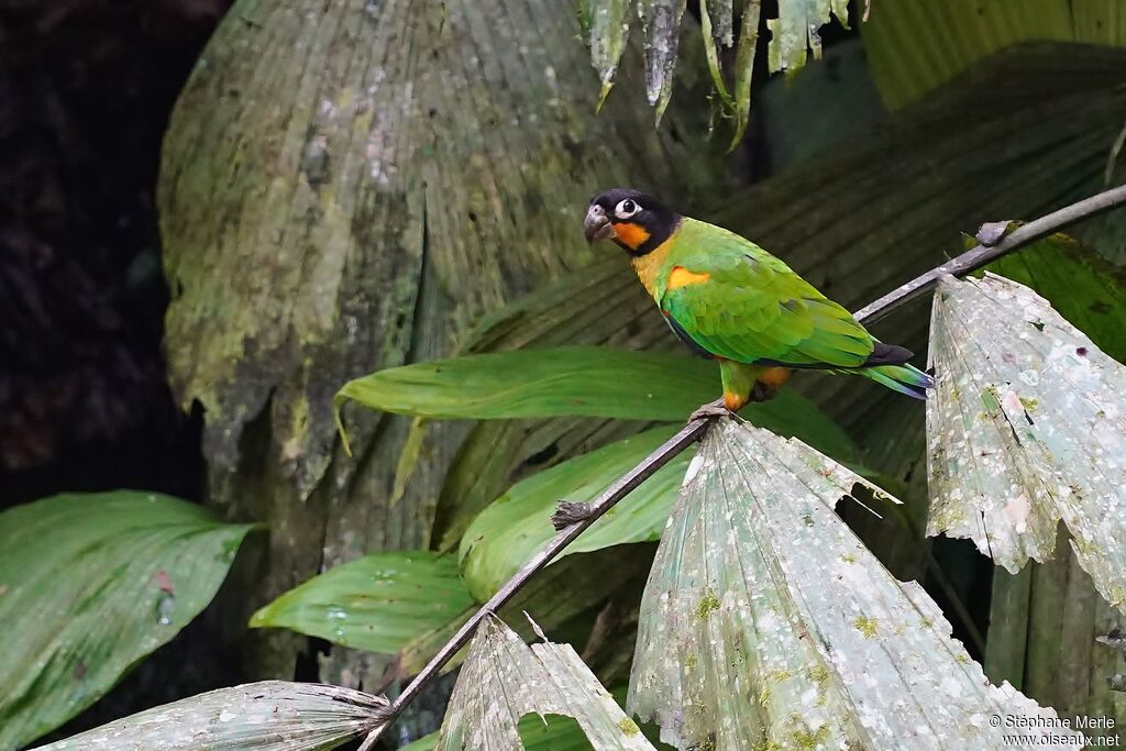 Orange-cheeked Parrotadult