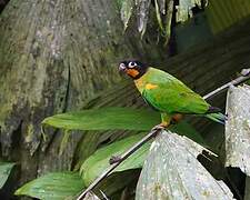 Orange-cheeked Parrot