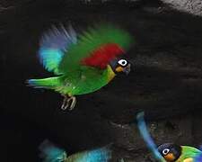 Orange-cheeked Parrot