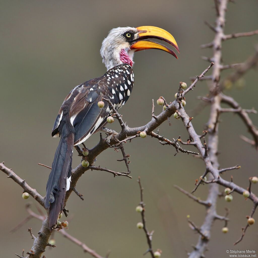 Eastern Yellow-billed Hornbill male adult