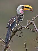 Eastern Yellow-billed Hornbill